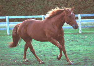 Chica Rosita running